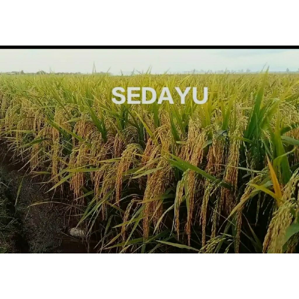 Benih padi SEDAYU 1KG
