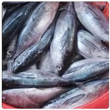 Ikan tongkol basah 500 gram
