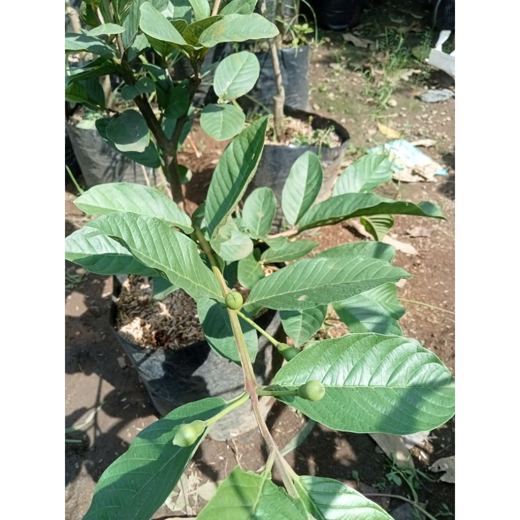 Bibit Buah Jambu kristal TANPA BIJI- Tanaman Buah Jambu kristal - Buah jambu Kristal ko