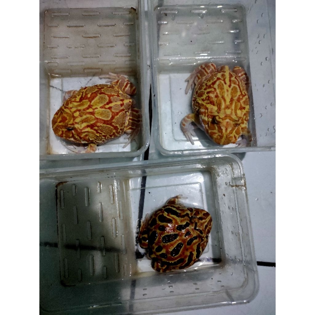 Pacman Frog Strawberry adult