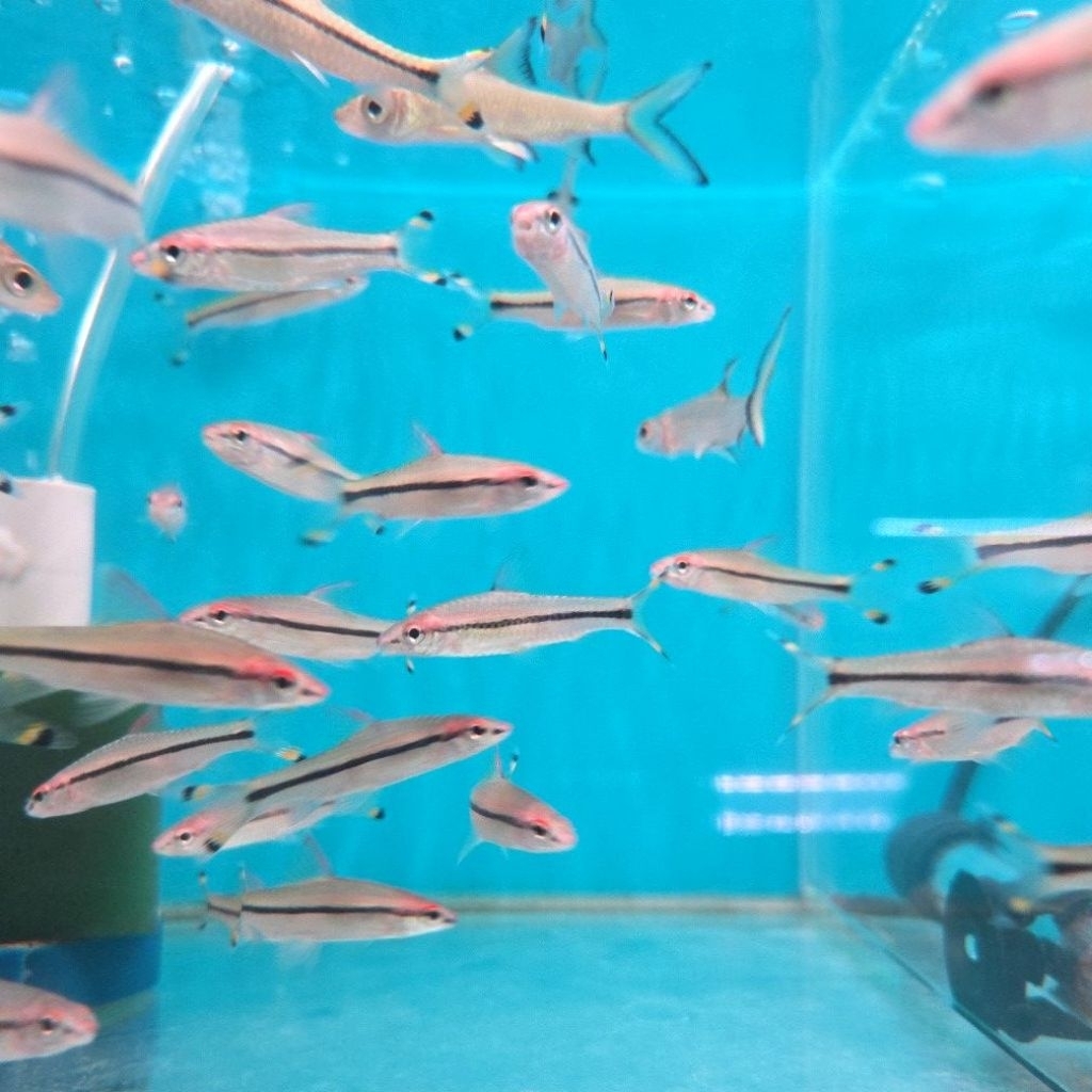 ikan pontius denisoni