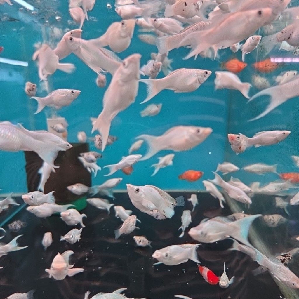 ikan molly platinum cawang