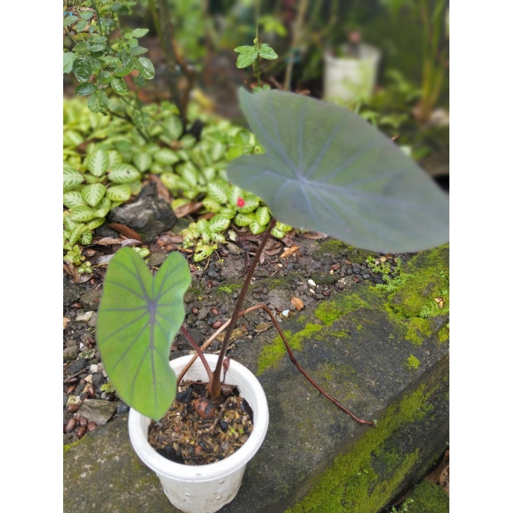 Colocasia Black Magic