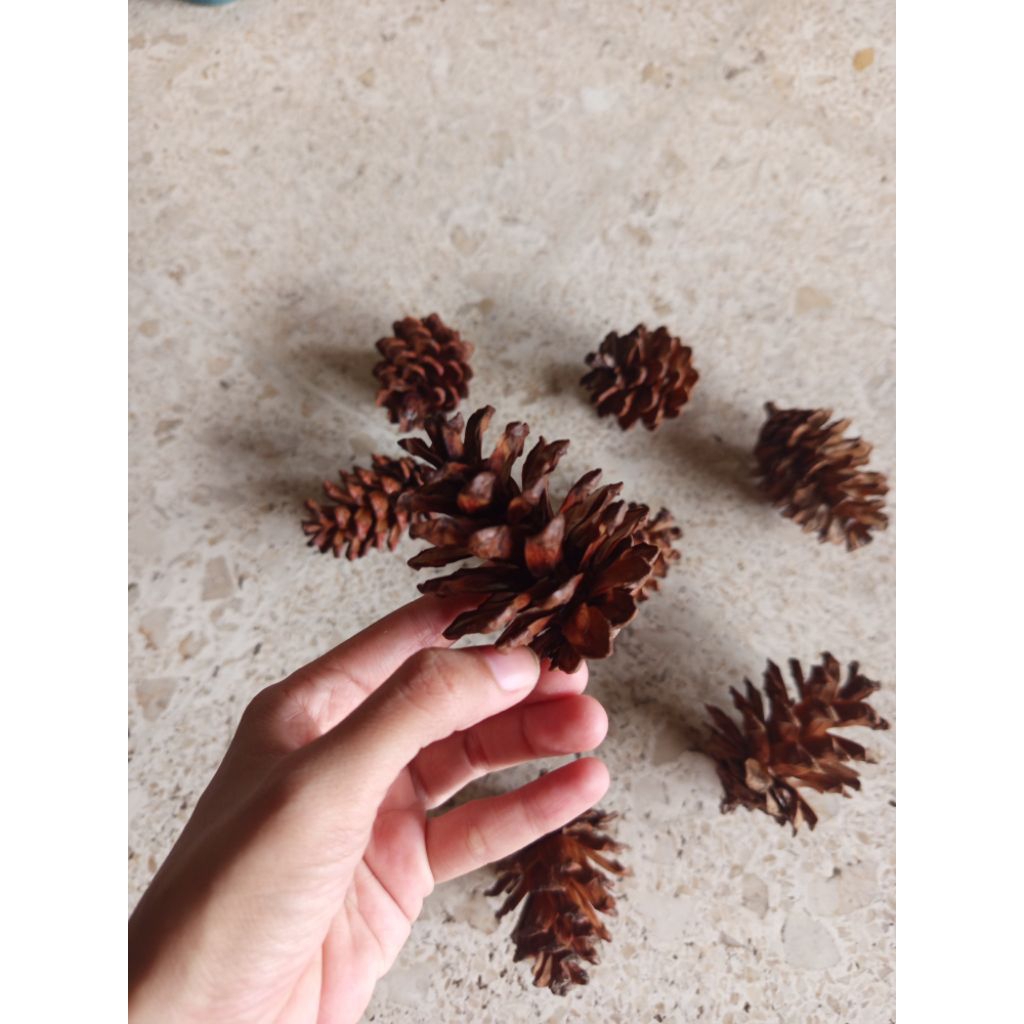 Bunga Pinus Kering  - Properti Foto, Dekorasi Rustik, Hiasan Mahal