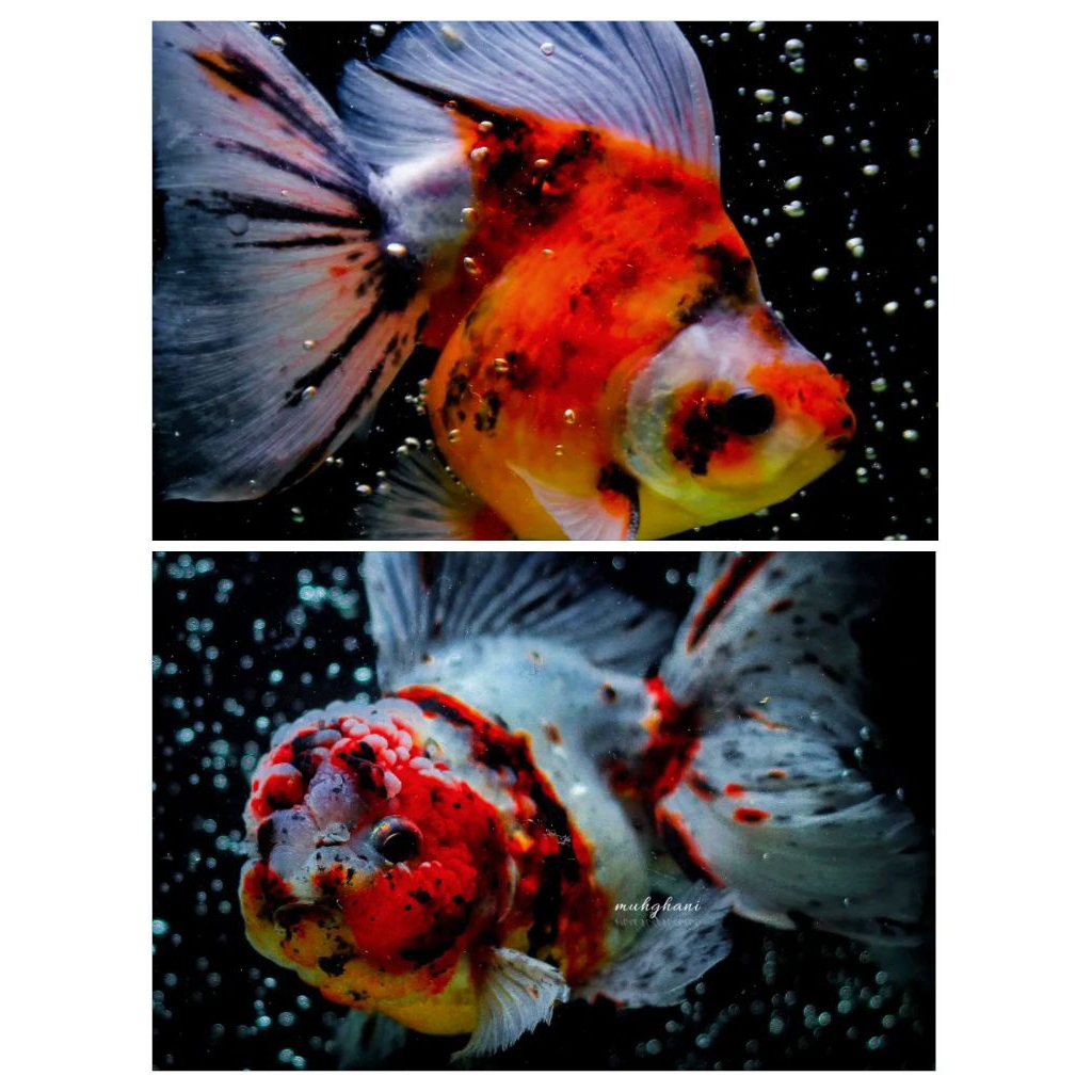 paket 2 ekor koki panca warna perhiasan aquarium cantik