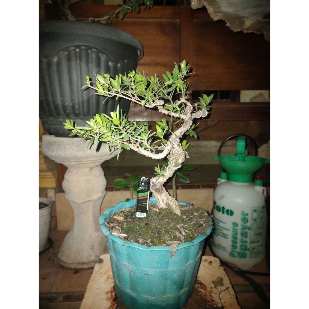 Bahan Bonsai Santigi Karang/ Wind
