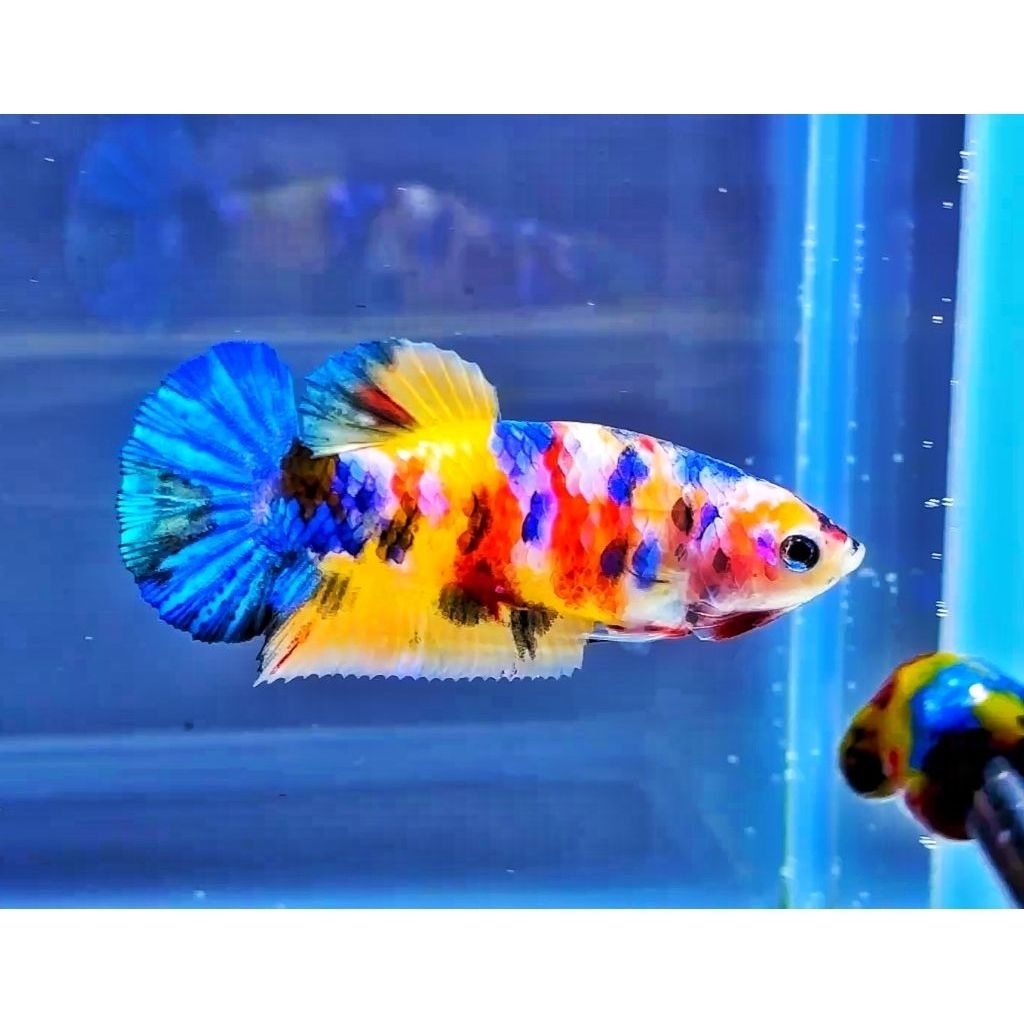 cupang Galaxy Female Multicolor Top grade bahan mutasi