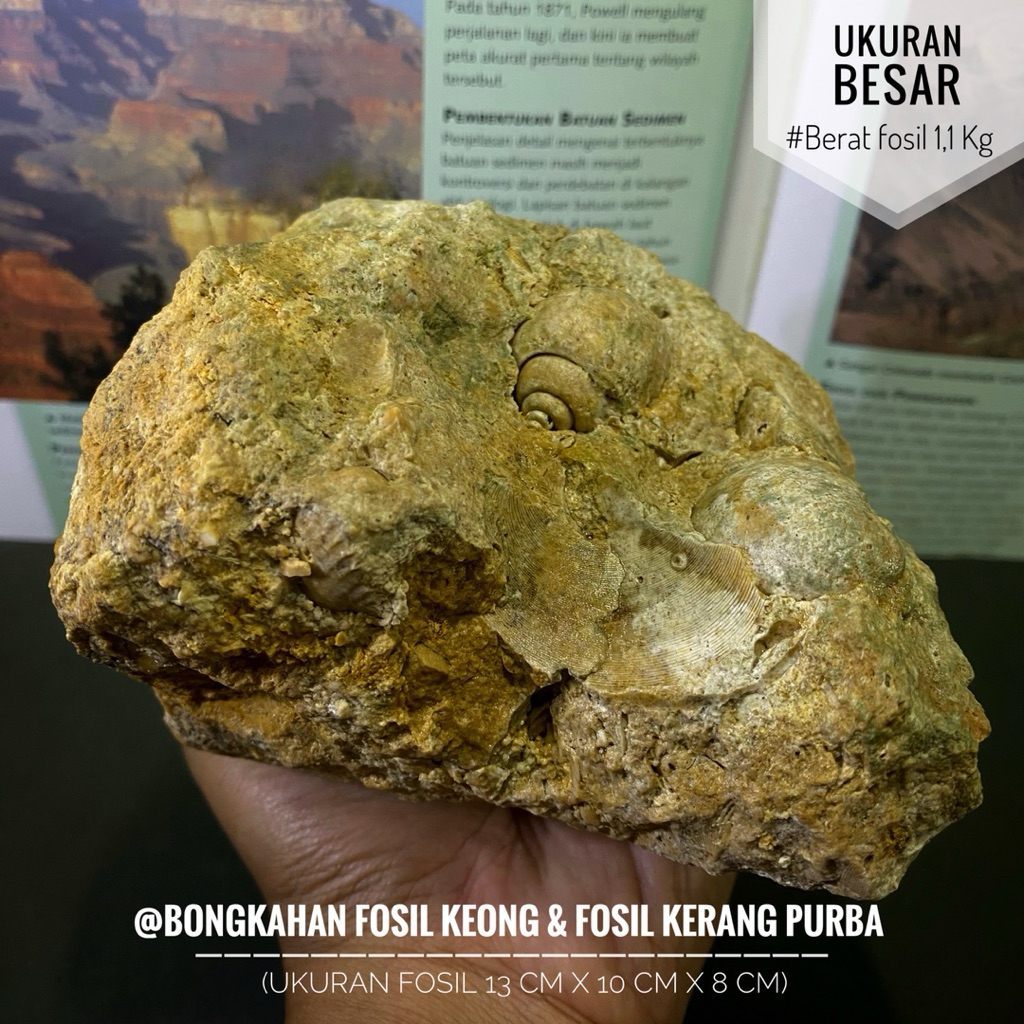 Bongkahan Fosil Keong dan Fosil Kerang Purba B75 atau Fosil Gastropoda atau Fosil Kerang atau Fosil 