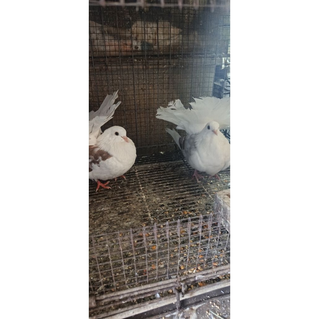 BURUNG MERPATI KIPAS SEPASANG