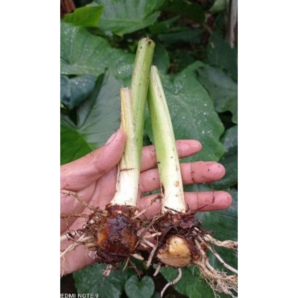 terlaris dan termurah Bibit tales beneng batangan bibit hasil karangtina per bibit