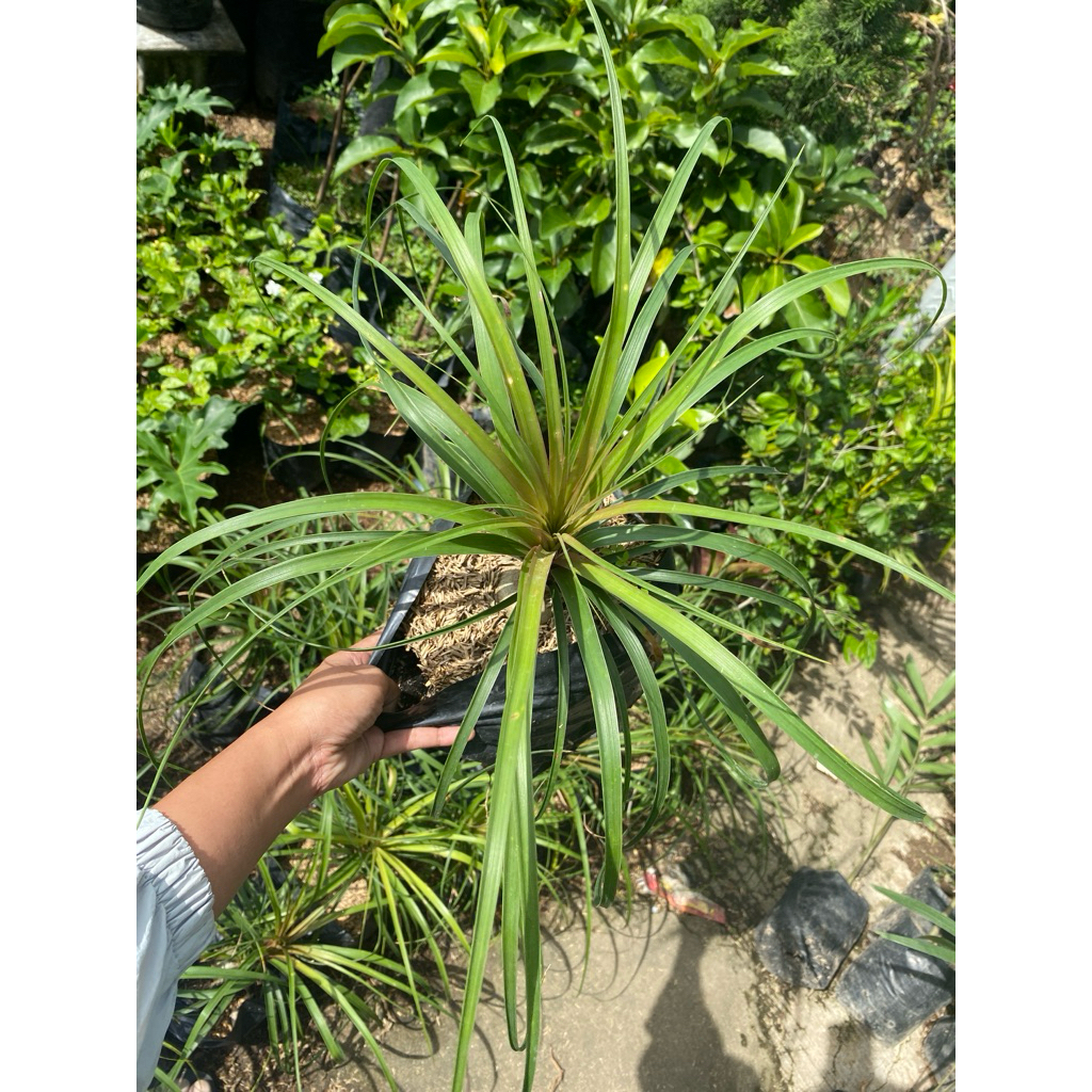 Tanaman palm nolina - palm ponytail - palm ekor kuda