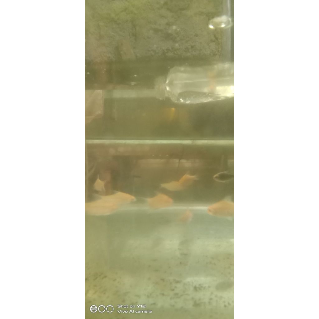 hiasan buat  aquarium ikan kapiat