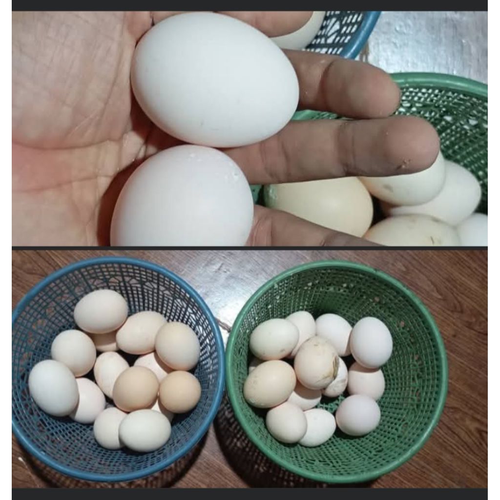 telur ayam elba ayam kampung konsumsi telur tetas telur fertil