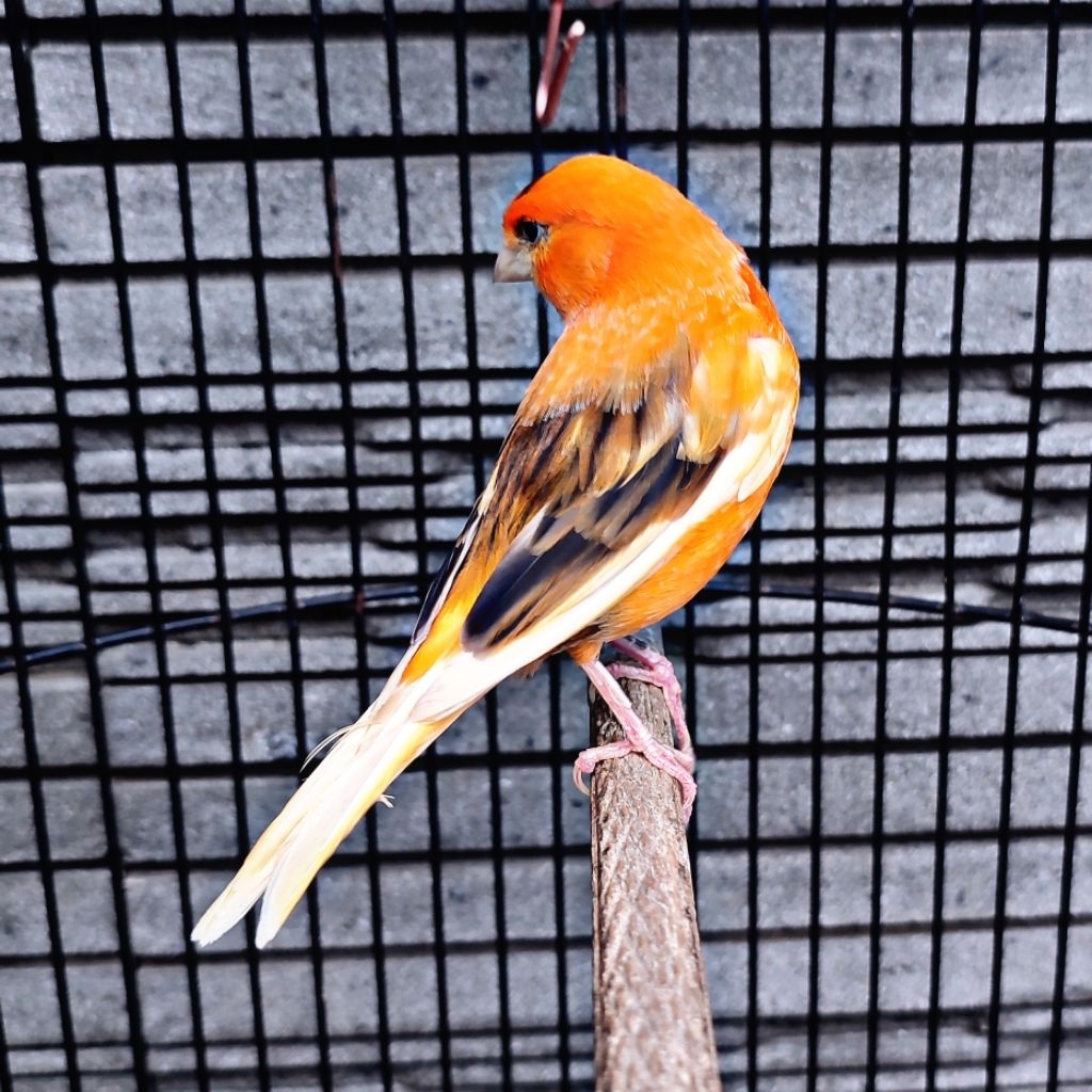 Kenari Merlok Bon Simetris - Betina (Only Instant Delivery)