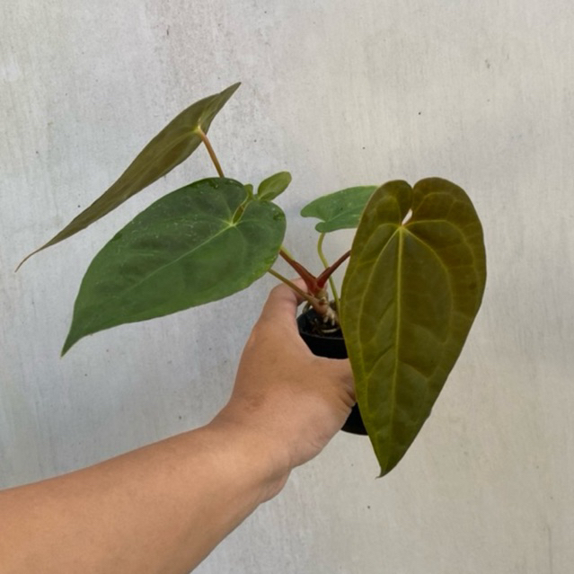 Tanaman Hias Anthurium Black Velvet Indo Type (BVIT) / Anthurium Kuping Gajah BVIT Best Karakter