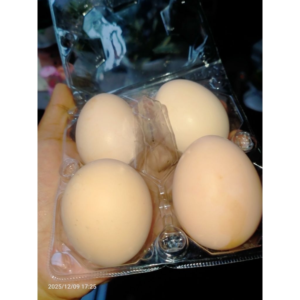 Telur Fertil ayam KUB 2 Janaka