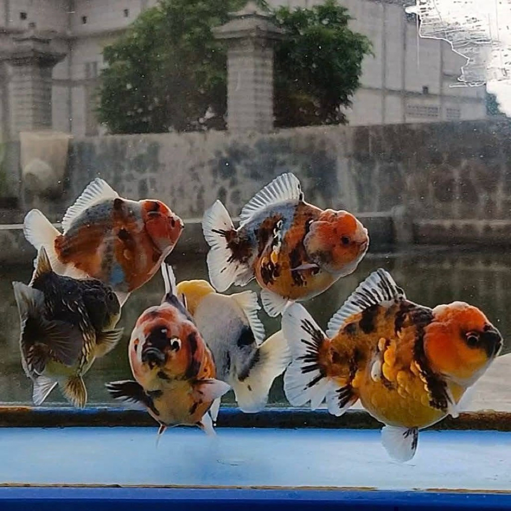 Promo paket isi 2 mas koki oranda pancawarna hiasan aquarium cantik