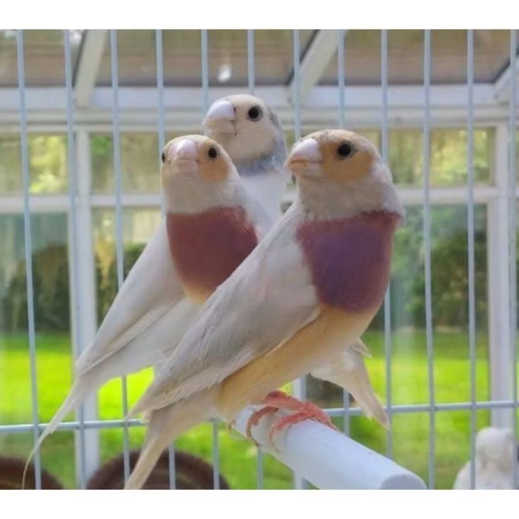 BURUNG GOLD AMADINE PUNGGUNG SILVER SEPASANG DEWASA