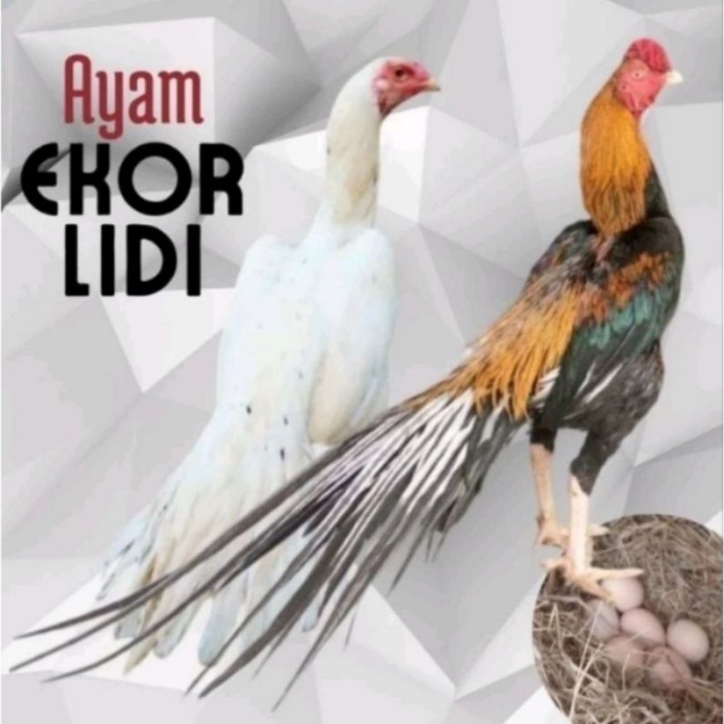 Telur Ayam Bangkok Ekor Lidi Asli Untuk Ditetaskan