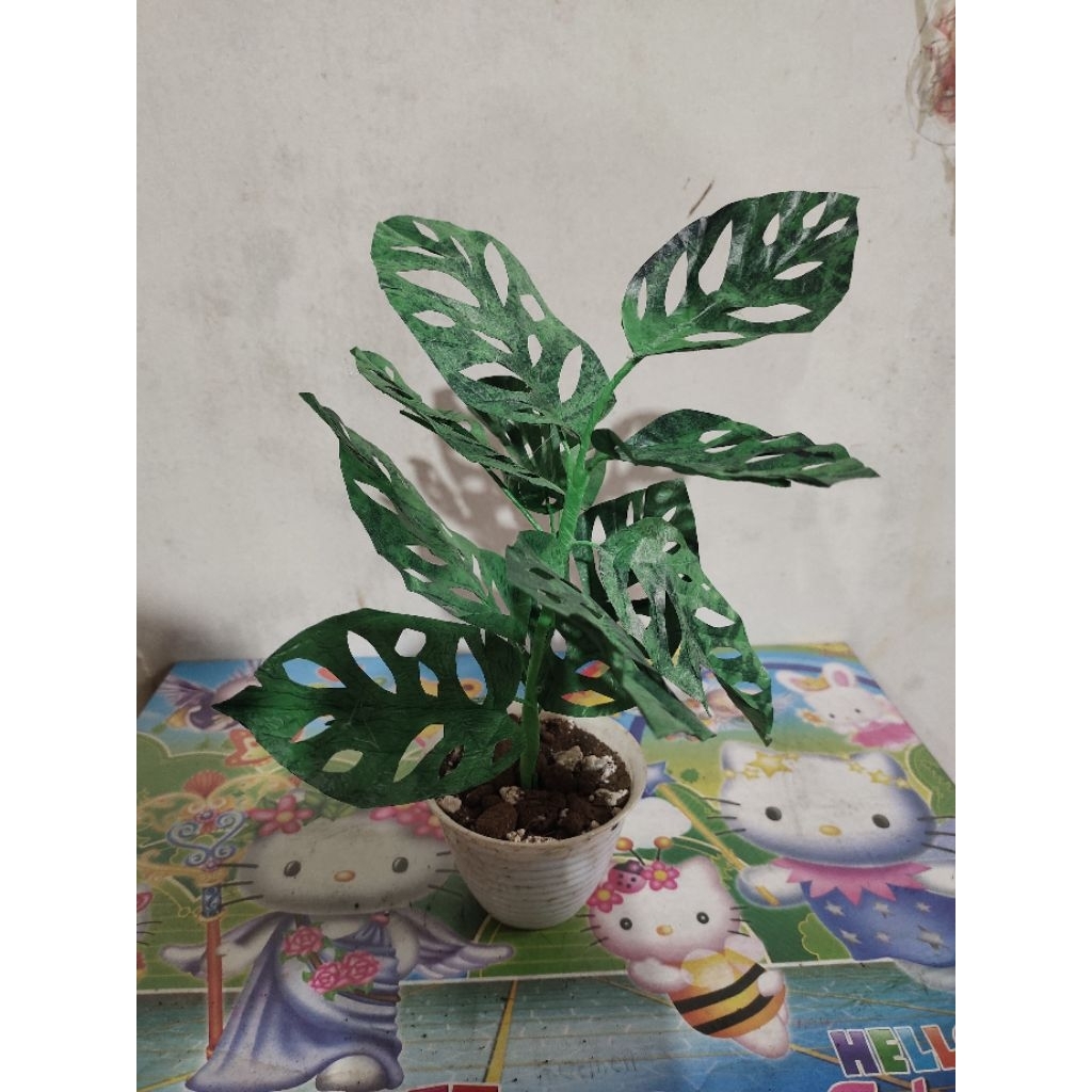 Tanaman Daun janda Bolong dari limbah plastik