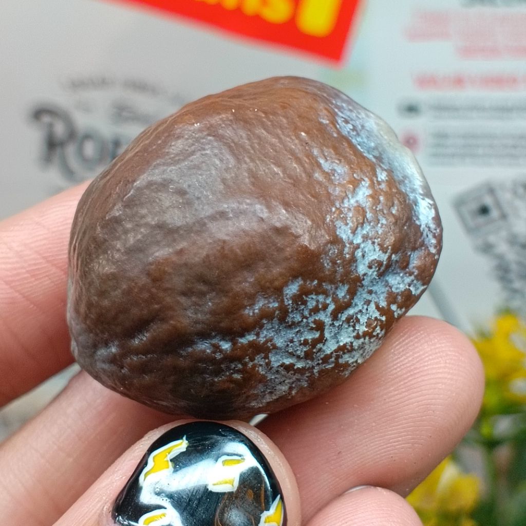 Muncang Adu Mayit Domba JR