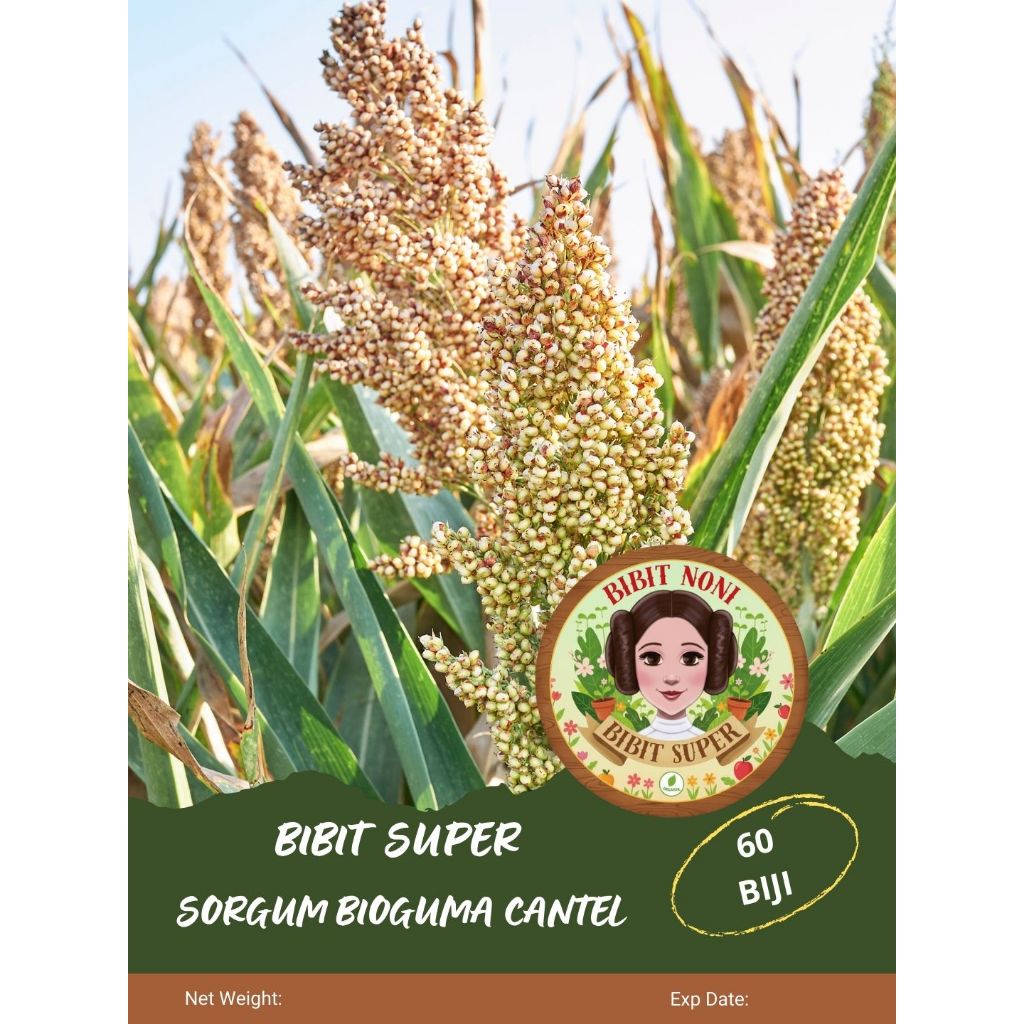 Bibit Super Sorgum Bioguma Cantel | Biji Benih Sorgum Bioguma