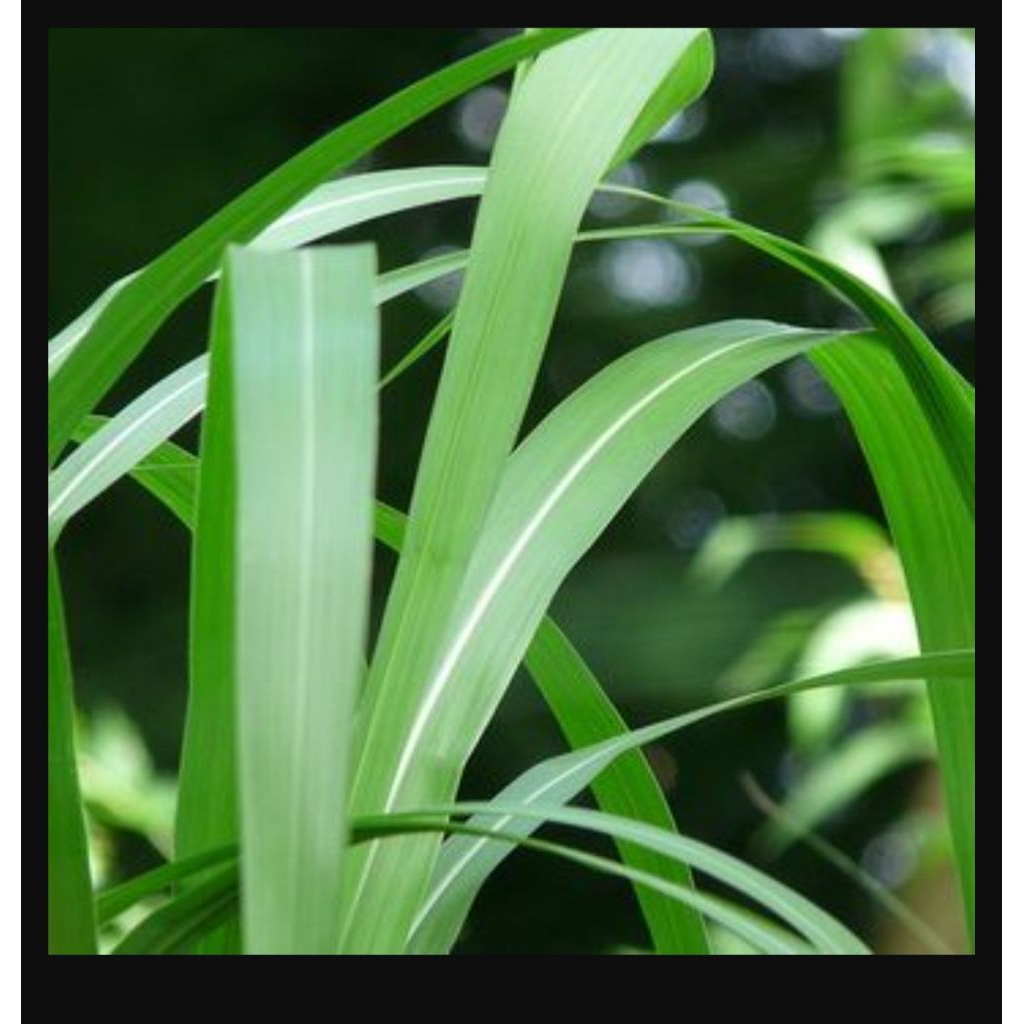 Rumput segar potong gajah/odot pakan ternak 1kg