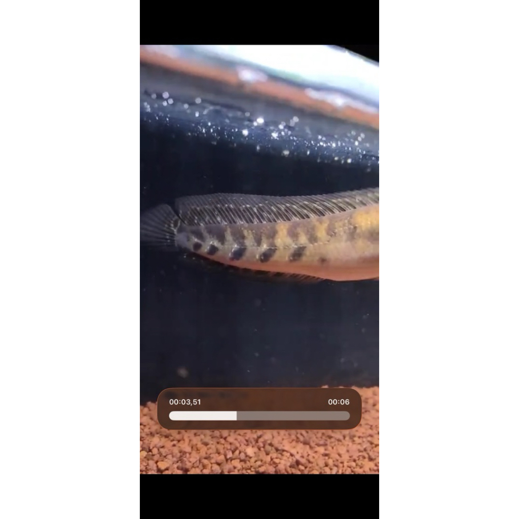 Channa Maru YS (Yellow Sentarum), uk 18-20 cm