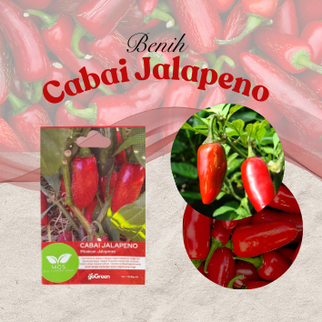 Benih Cabai Jalapeno/Benih Mexian Jalapeno