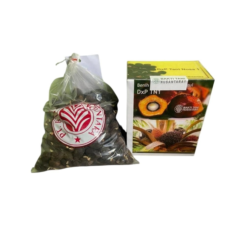 bibit benih kecambah sawit unggul TN1