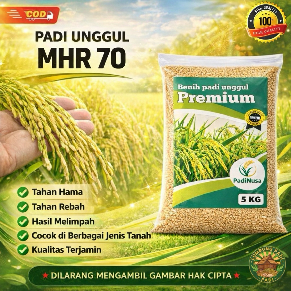Benih padi MHR 70 (M70D) bibit padi premium 1-5 KG benih padi unggul berkualitas