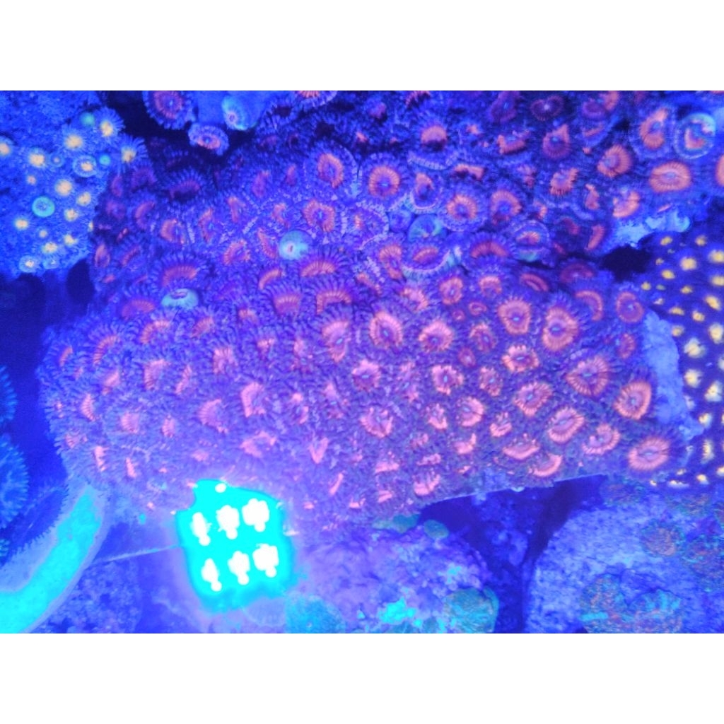 zoa koloni sesuai foto