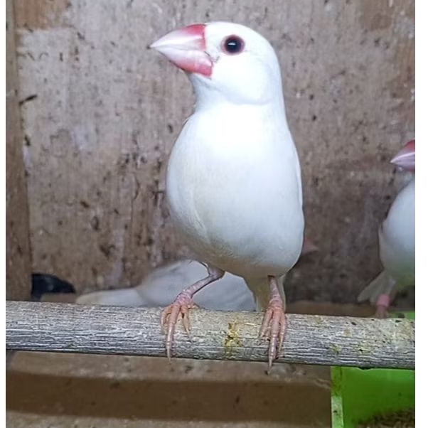 burung glatik putih sepasang