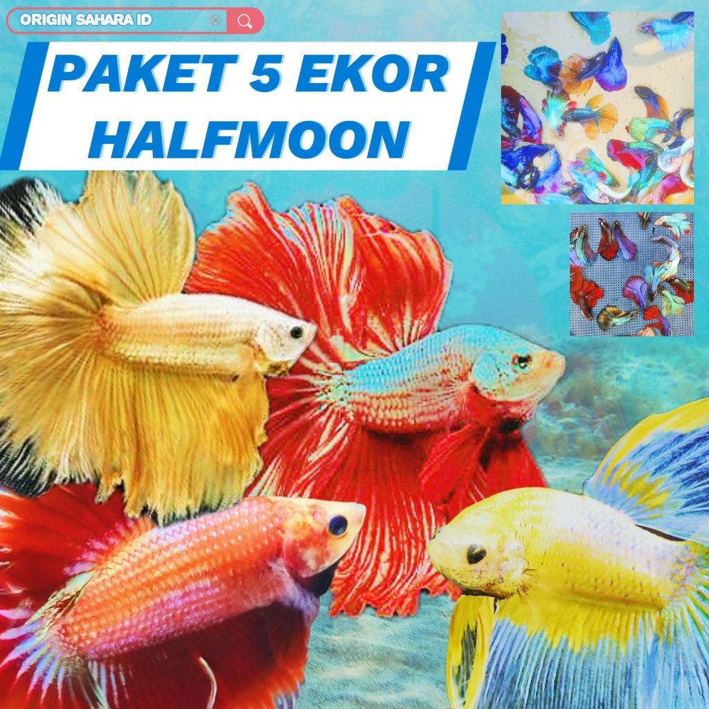 5 EKOR CUPANG HALFMOON SIZE M - L GROSIR TERMURAH | SESUAI KUALITAS DENGAN EKOR LEBAR | CUPANG HALFM