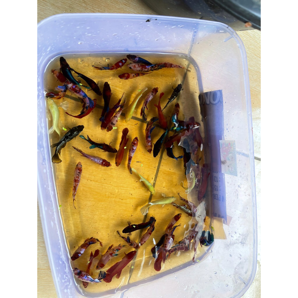 PLAKAT MULTICOLOR YELLOW BASE