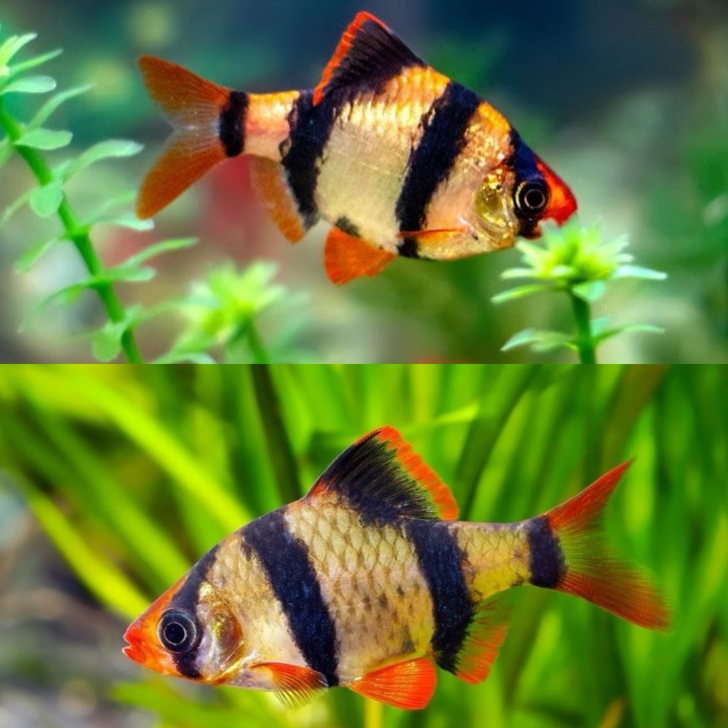 [Chan Aquatic] PAKET IKAN HIAS SUMATRA TIGER BARB FISH 10 EKOR SIZE S