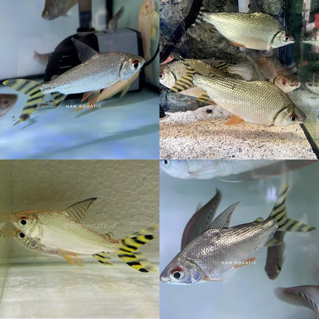 [Chan Aquatic] Ikan Hias Yellow Feifeng YFF Size 6-8cm Ikan Pembersih Lumit Tankmate Predator