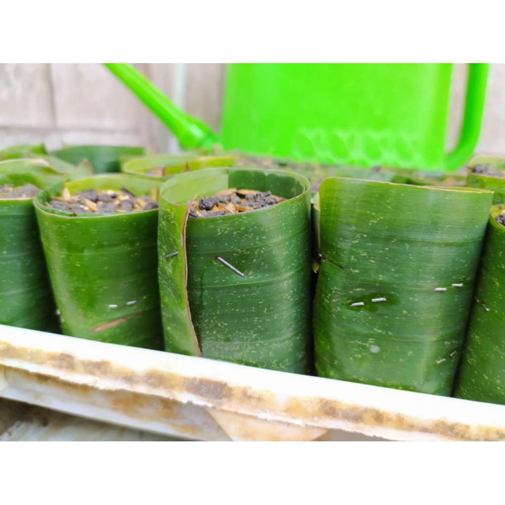 Rp.100 Perak | Potray semai organik daun pisang