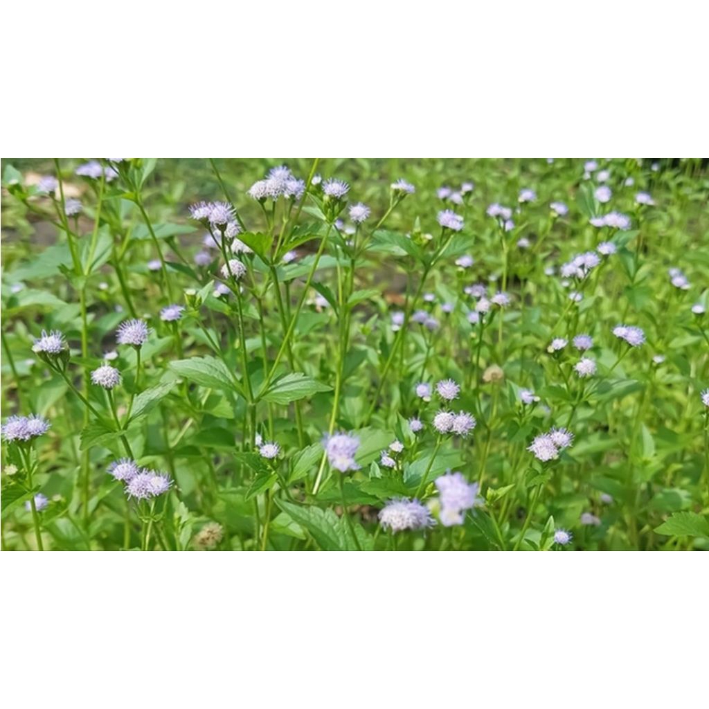 Daun Bandotan Kering / Segar (Ageratum conyzoides)