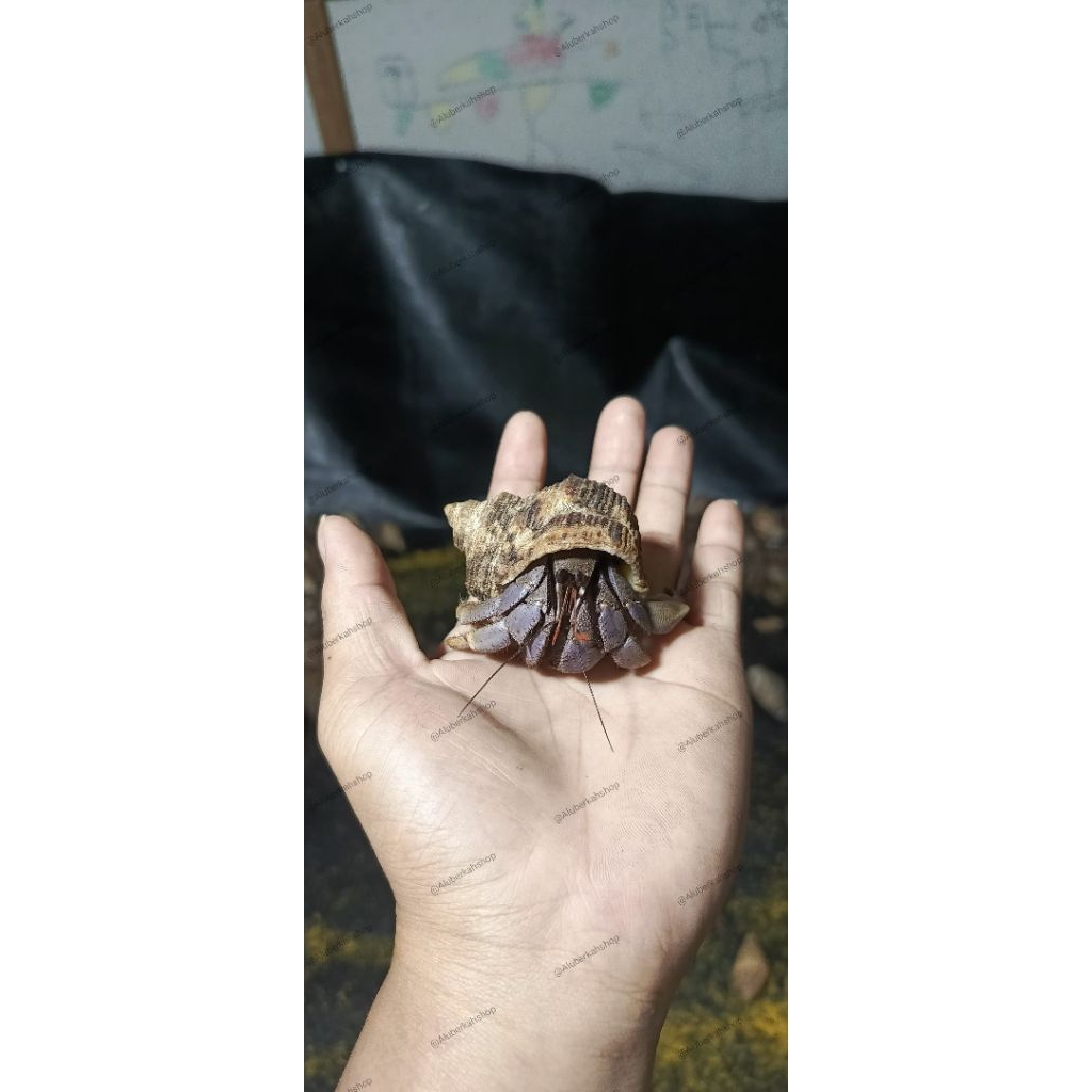 Klomang darat size XL