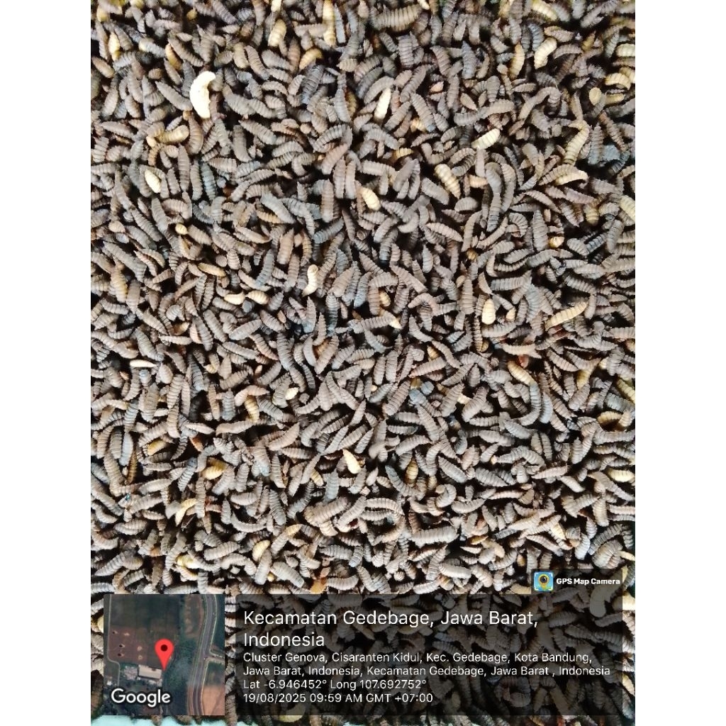 Pakan Ikan Tinggi Protein