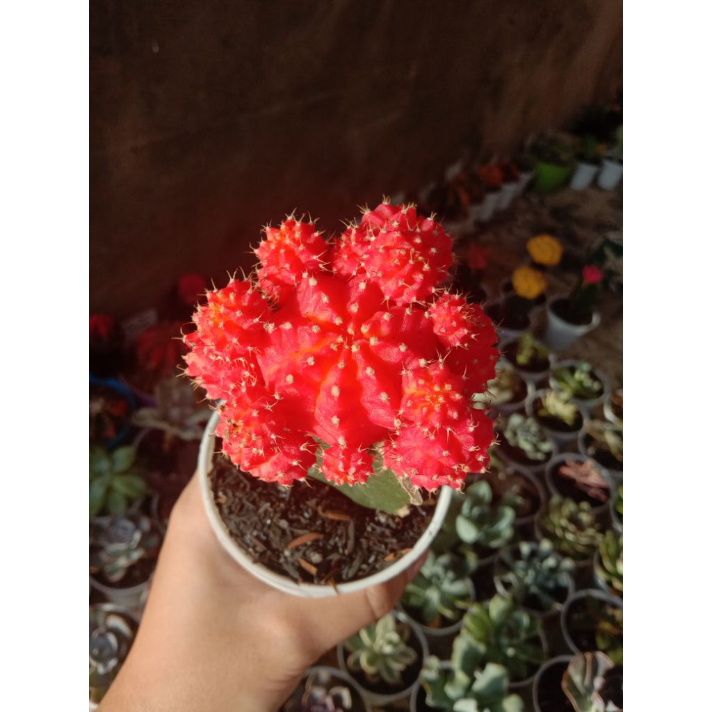 KAKTUS GRAFTING IMPORT