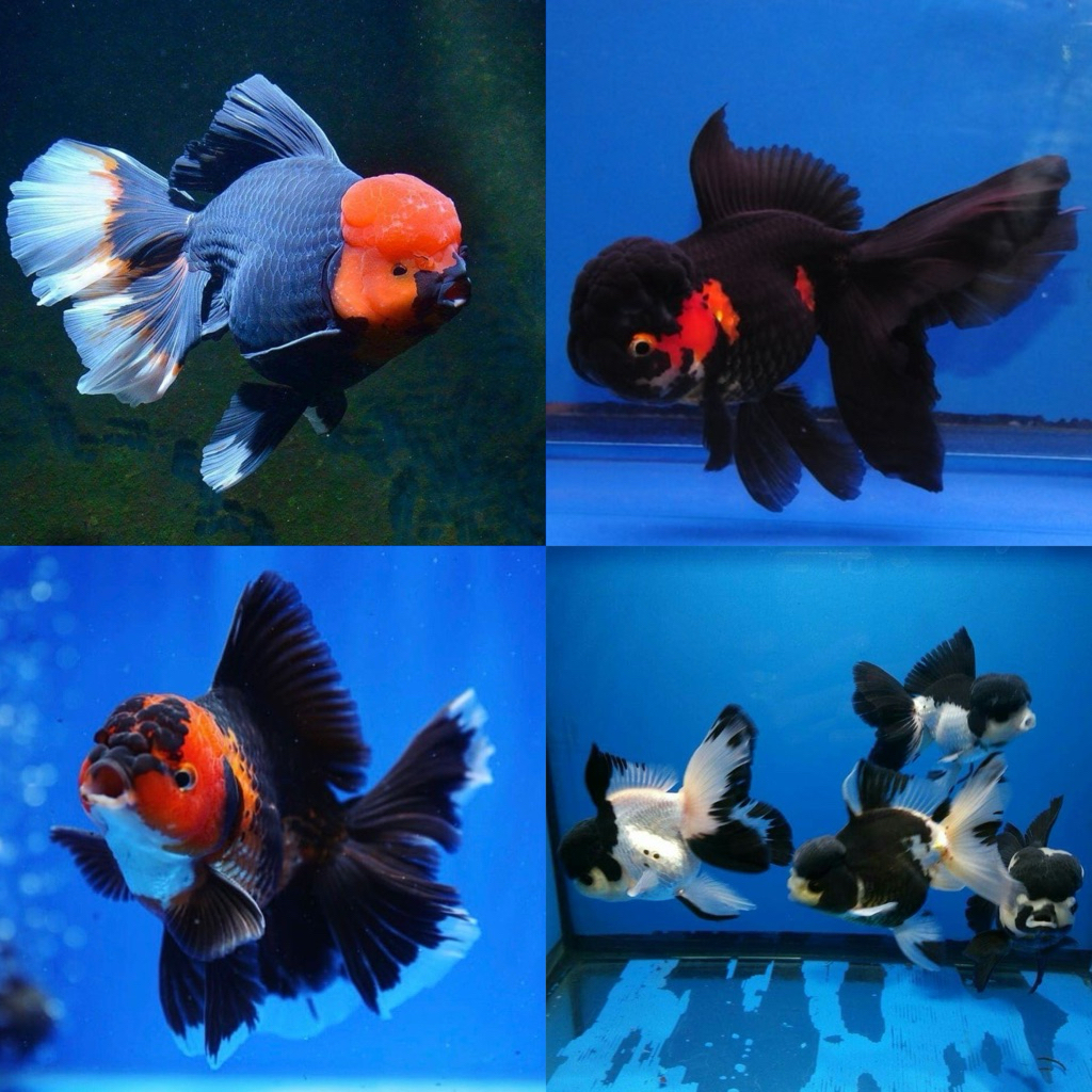 [Chan Aquatic] Ikan Hias Koki Oranda Panda Tri Color Goldfish Size L