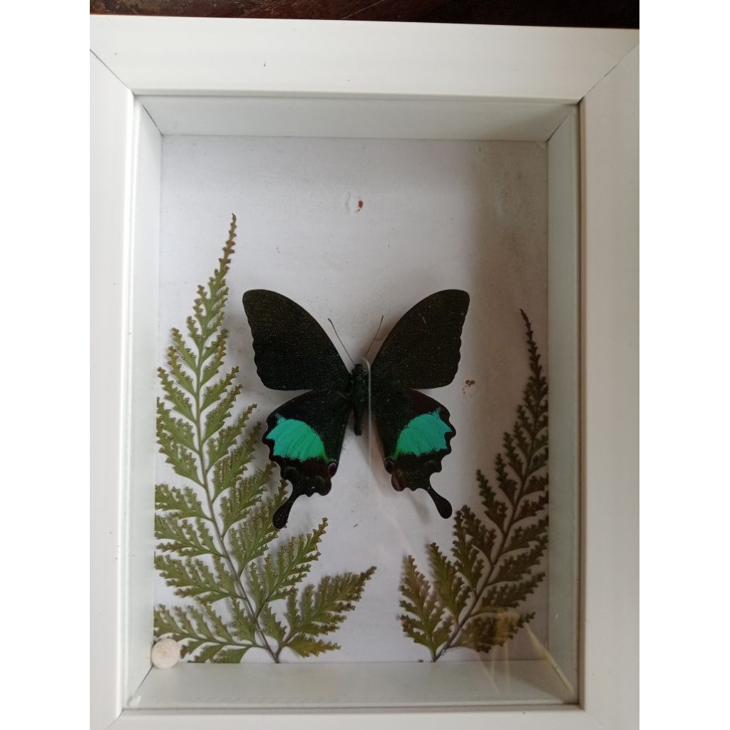 awetan kupu kupu phapilio paris