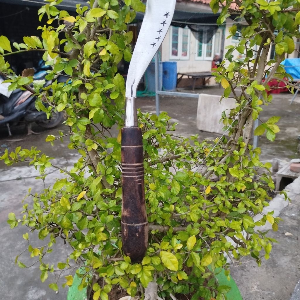 @Arit Rumput Ndorit Alat Tani Madura Asli Baja