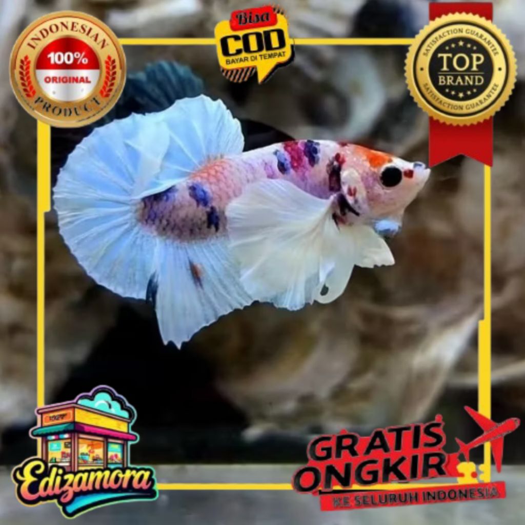 {COD} TOP GRADE A IKAN HIAS CUPANG DUMBO EAR MULTICOLOR