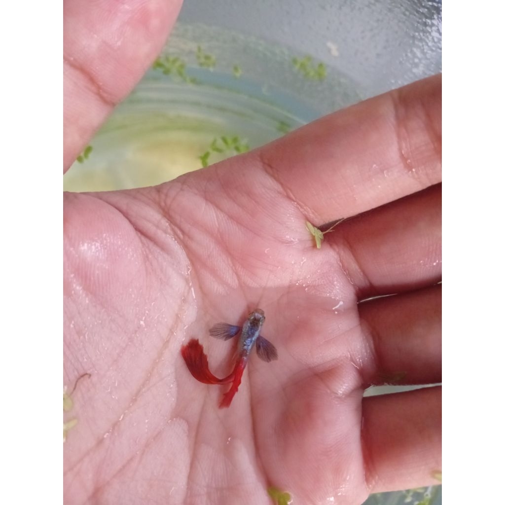 Hiasan Aquarium Size indukan guppy PRTDE