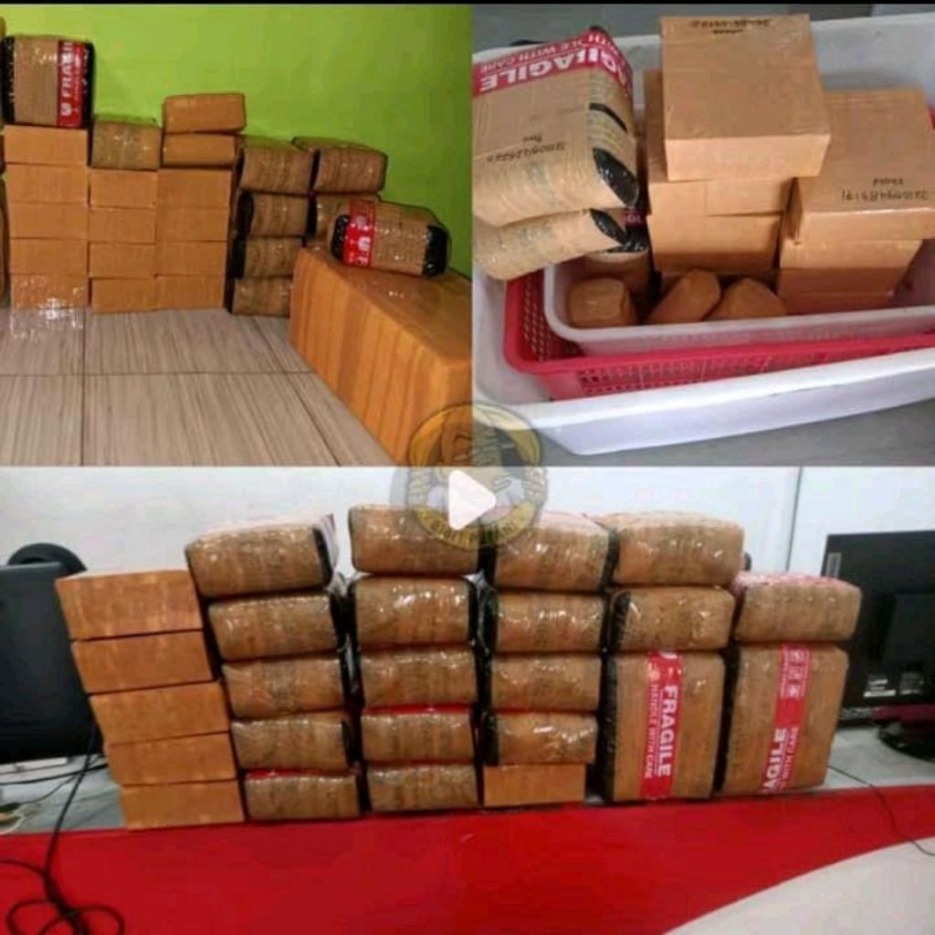 Benih unggul kecambah sawit dxp lonsum