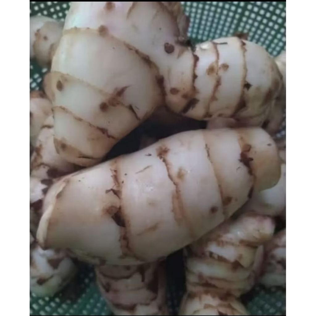 UMBI GANYONG MURIA 1 KG ( MANIS)