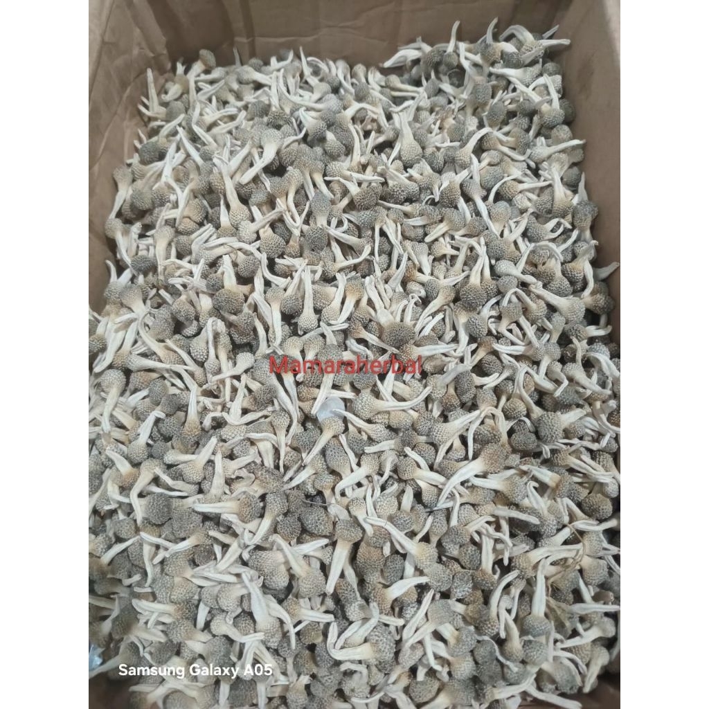 [READY LANGSUNG KIRIM] MPOT EMPOT AYAM PUTIH KUALITAS SUPER  HARGA ECER